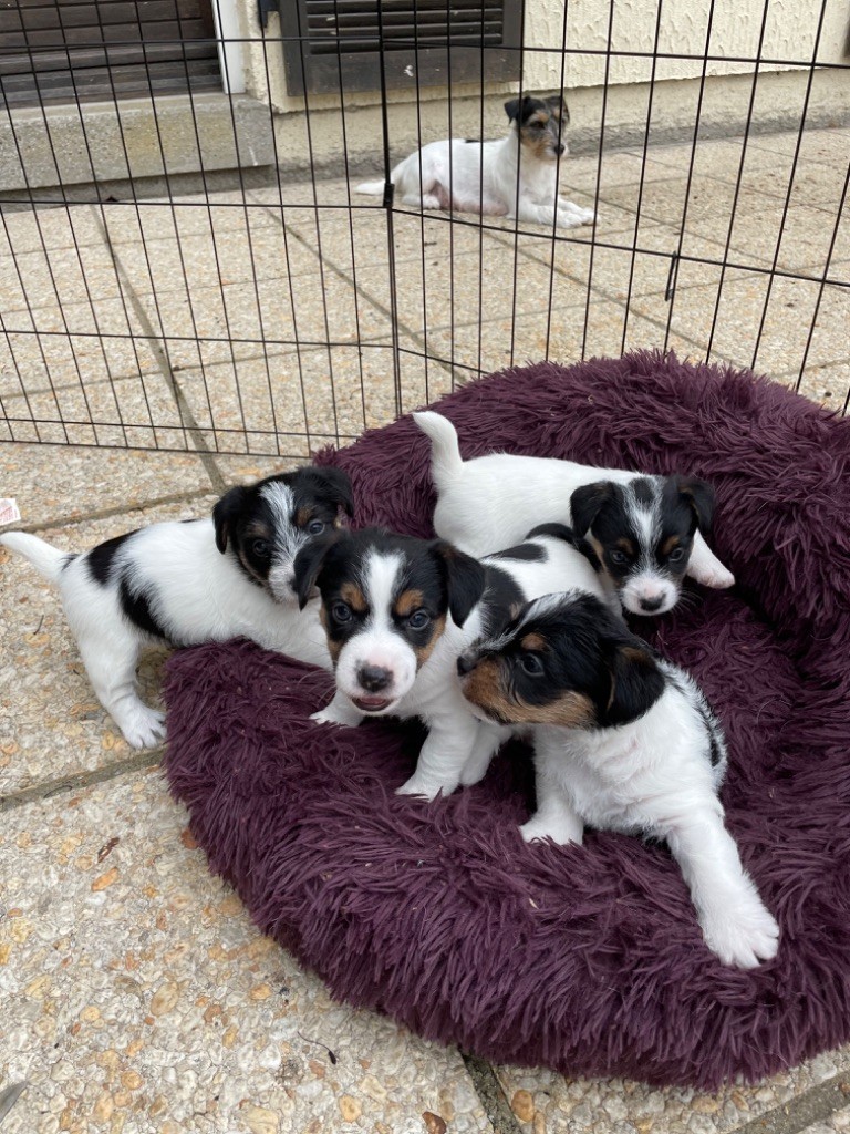 chiot Jack Russell Terrier Des étoiles De La Baie