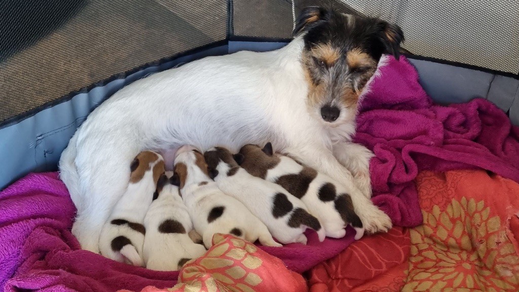 chiot Jack Russell Terrier Des étoiles De La Baie