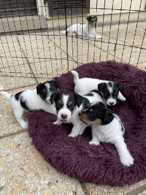 Des étoiles De La Baie - Jack Russell Terrier - Portée née le 11/08/2022