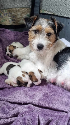 Des étoiles De La Baie - Jack Russell Terrier - Portée née le 20/07/2024