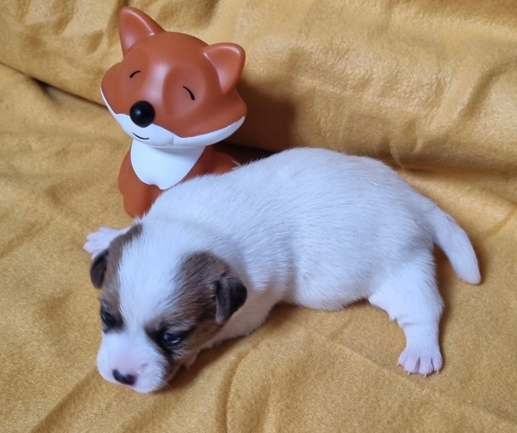 Des étoiles De La Baie - Chiot disponible  - Jack Russell Terrier