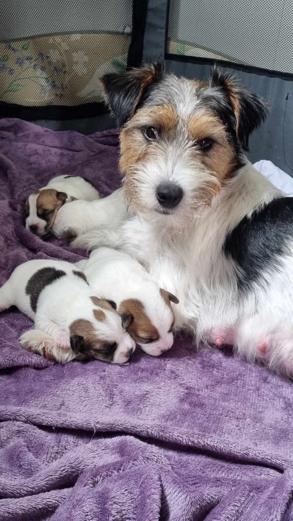 chiot Jack Russell Terrier Des étoiles De La Baie