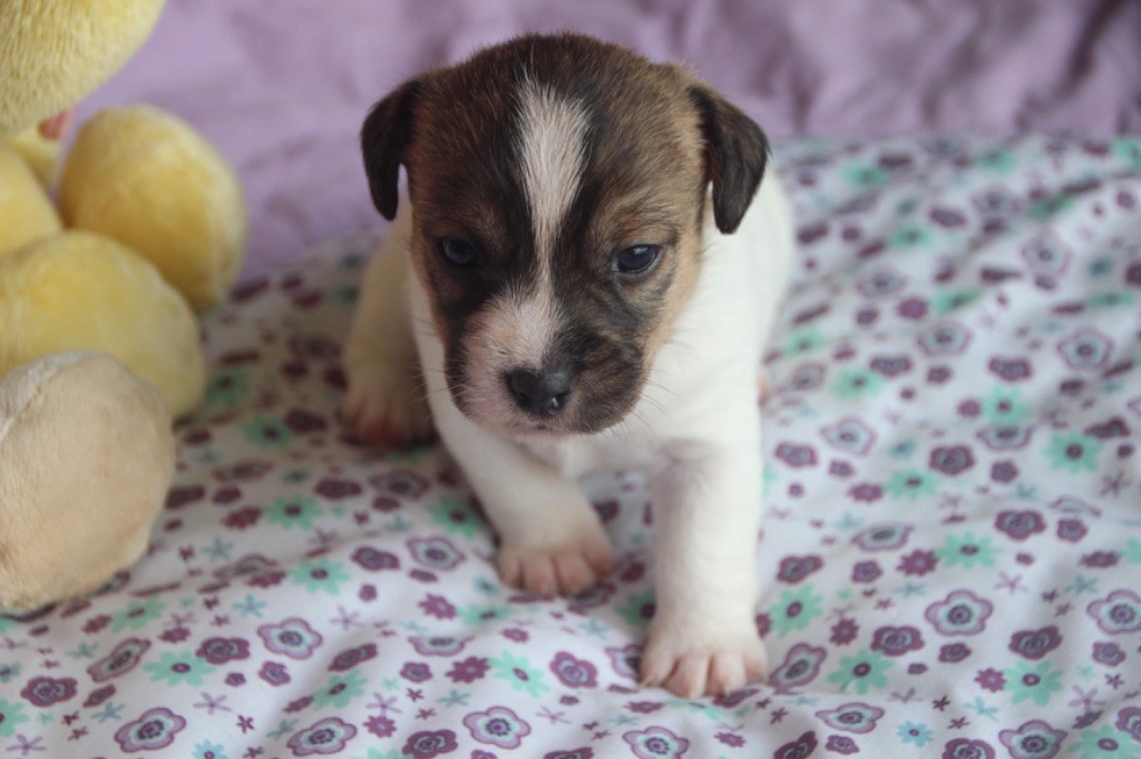 Des étoiles De La Baie - Chiot disponible  - Jack Russell Terrier