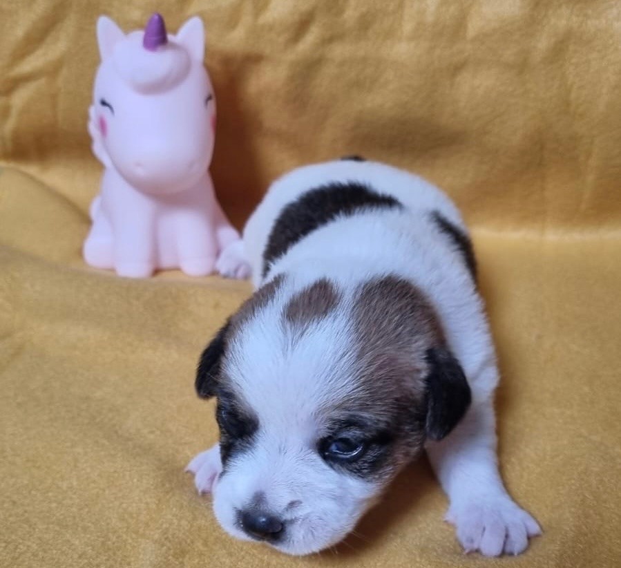 Des étoiles De La Baie - Chiot disponible  - Jack Russell Terrier