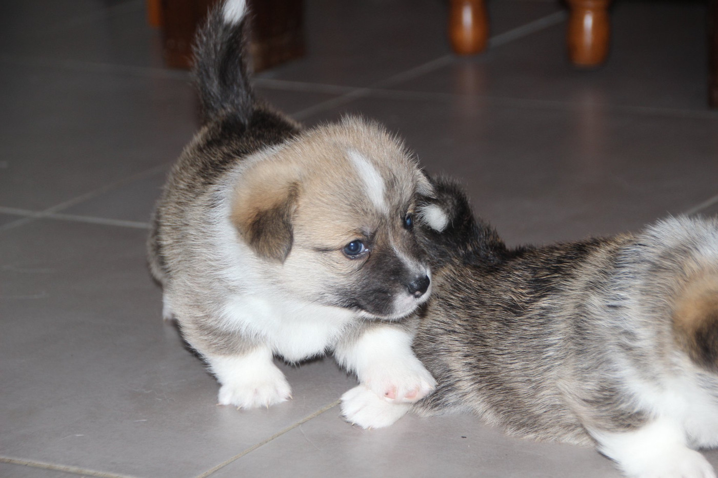 Des étoiles De La Baie - Chiots disponibles - Welsh Corgi Pembroke