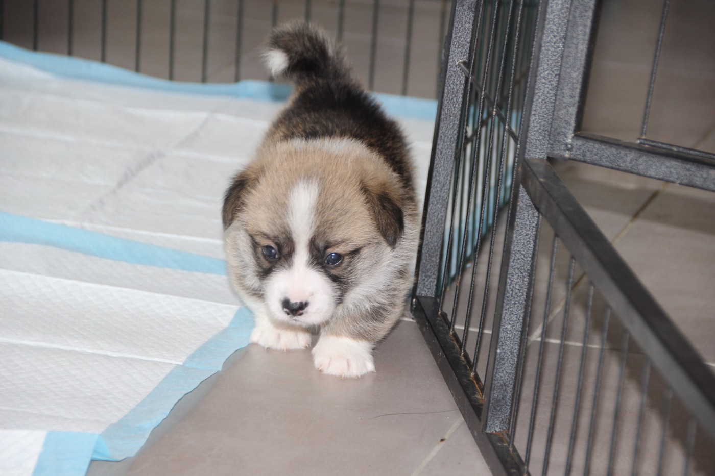 Des étoiles De La Baie - Chiots disponibles - Welsh Corgi Pembroke