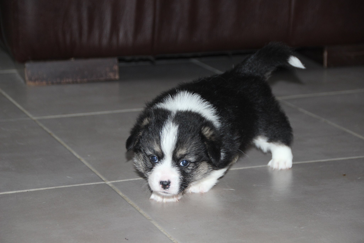 Des étoiles De La Baie - Chiots disponibles - Welsh Corgi Pembroke