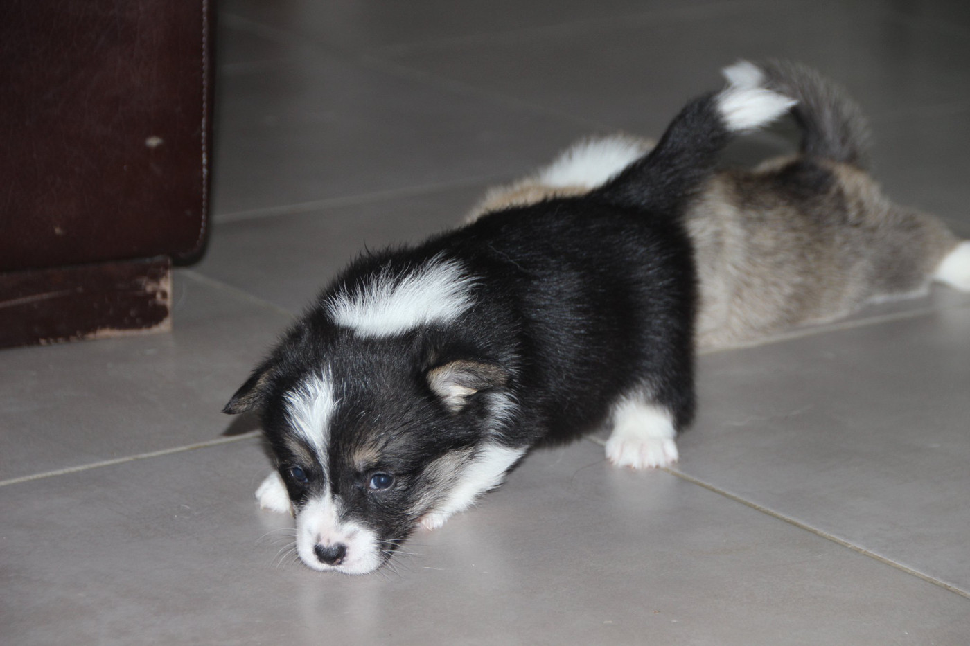 Des étoiles De La Baie - Chiots disponibles - Welsh Corgi Pembroke