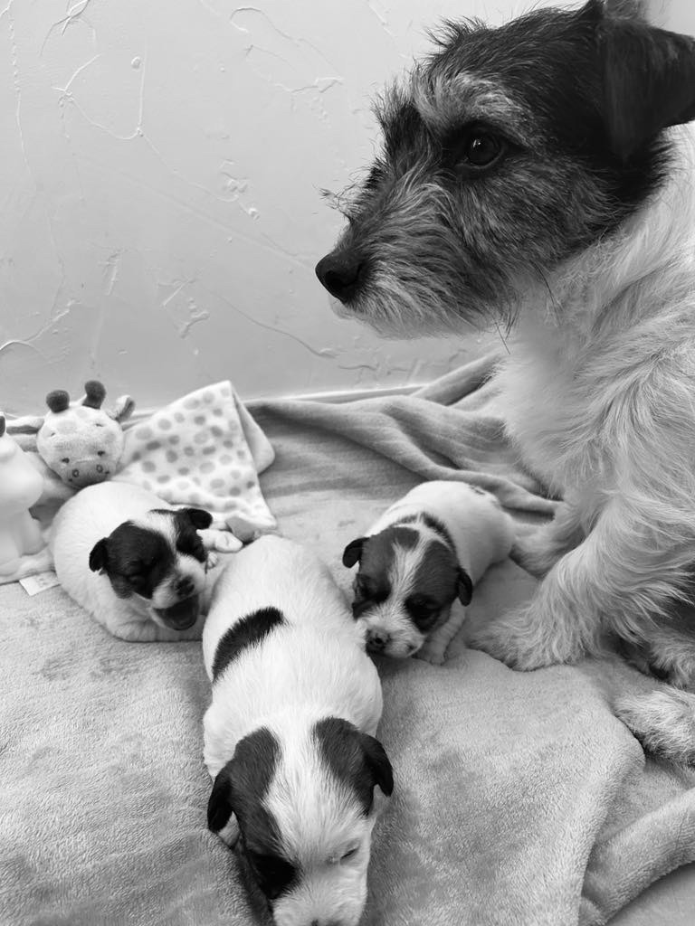 Chiot Jack Russell Terrier Des étoiles De La Baie