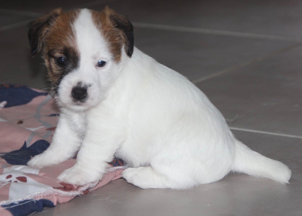 Des étoiles De La Baie - Chiots disponibles - Jack Russell Terrier